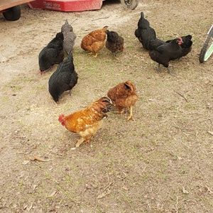 Meet your Posher, Callie